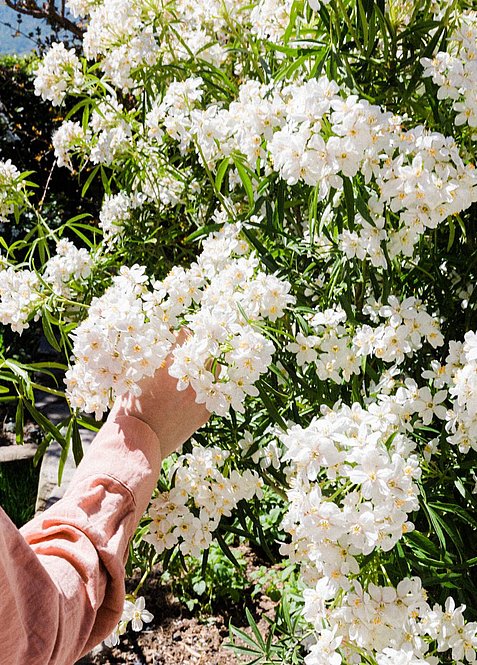 [Translate to Italienisch:] 